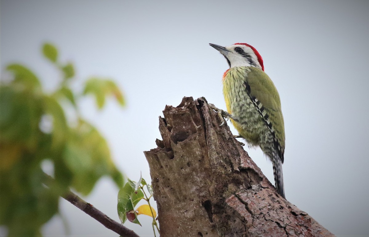 Cuban Green Woodpecker - ML136435411