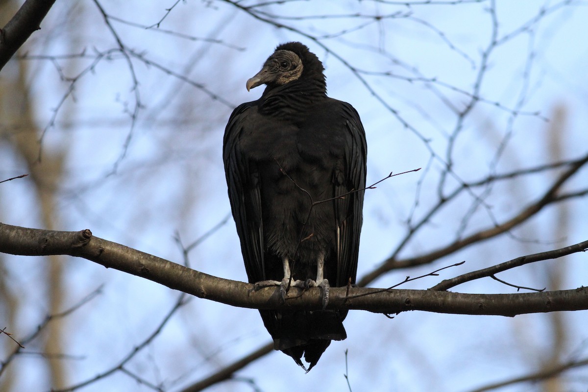 Black Vulture - Dan Burton
