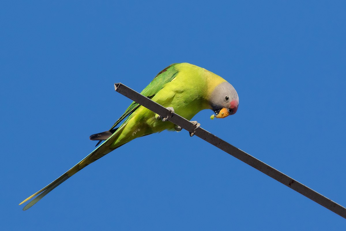 Blossom-headed Parakeet - Ayuwat Jearwattanakanok