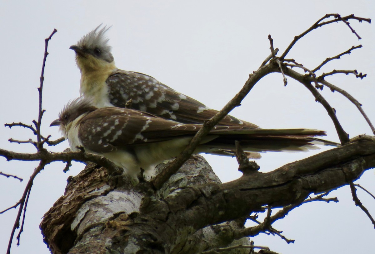 Great Spotted Cuckoo - Mich Coker