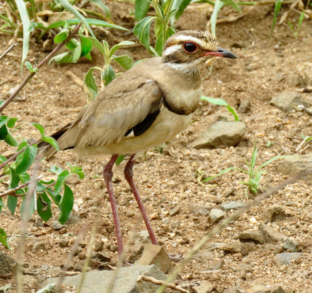 Bronze-winged Courser - Mich Coker