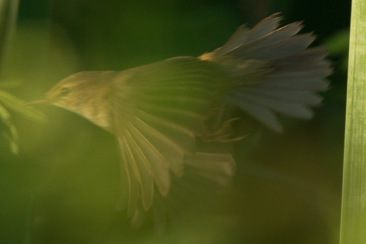 Blunt-winged Warbler - ML136438521