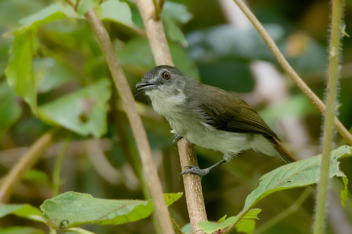 Sooty-capped Babbler - ML136442491