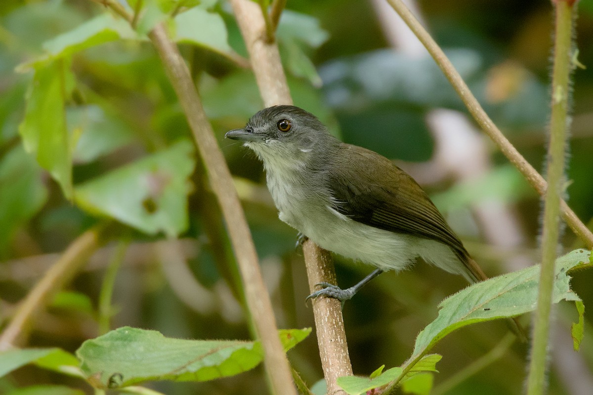 Sooty-capped Babbler - ML136442511
