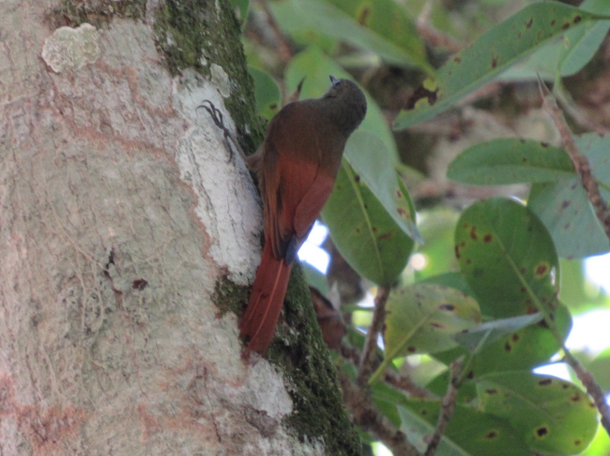 Olivaceous Woodcreeper - Jim Zook