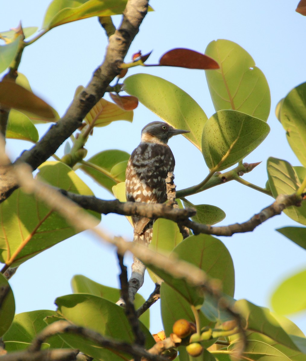 Brown-capped Pygmy Woodpecker - Thomas Job