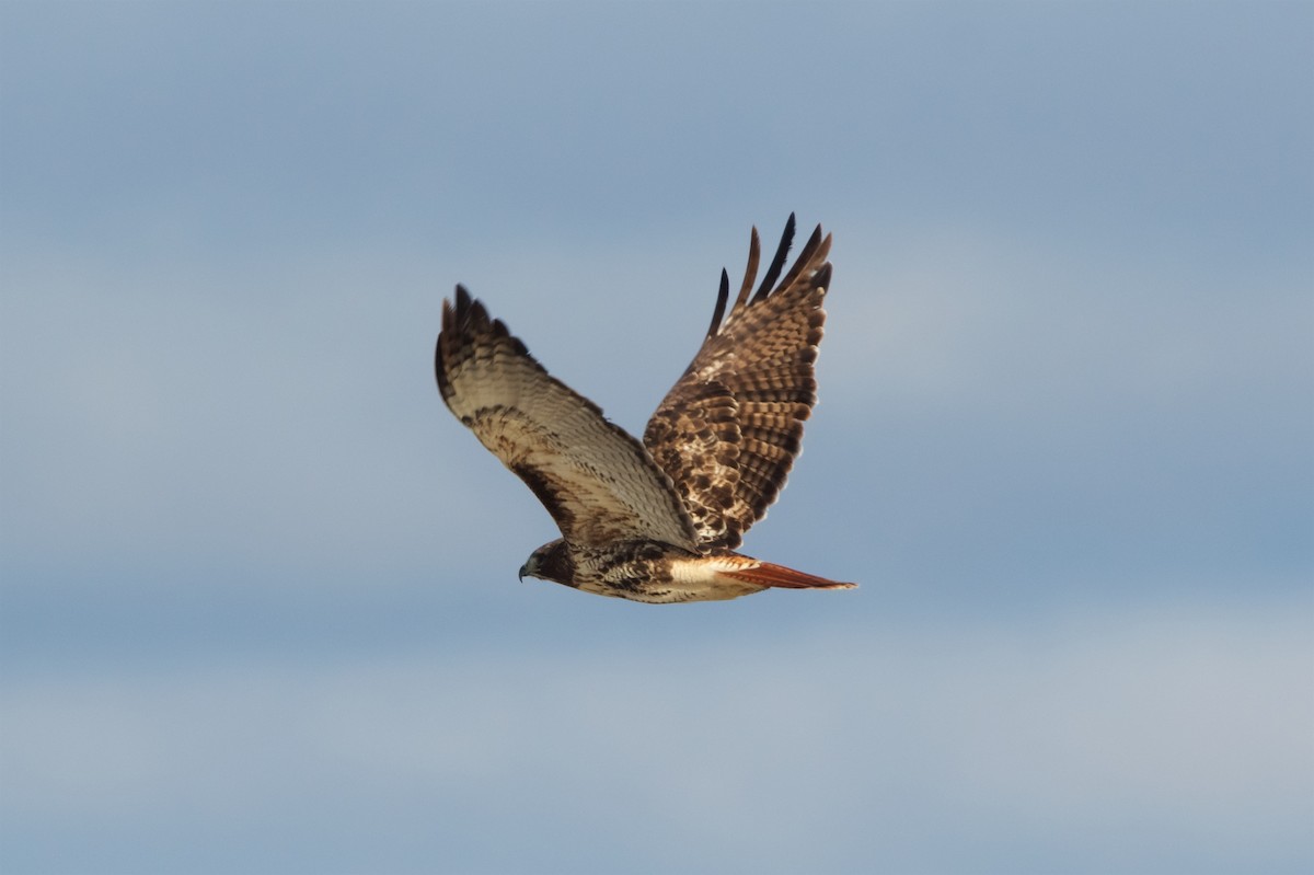 Red-tailed Hawk (abieticola) - Hal Mitchell