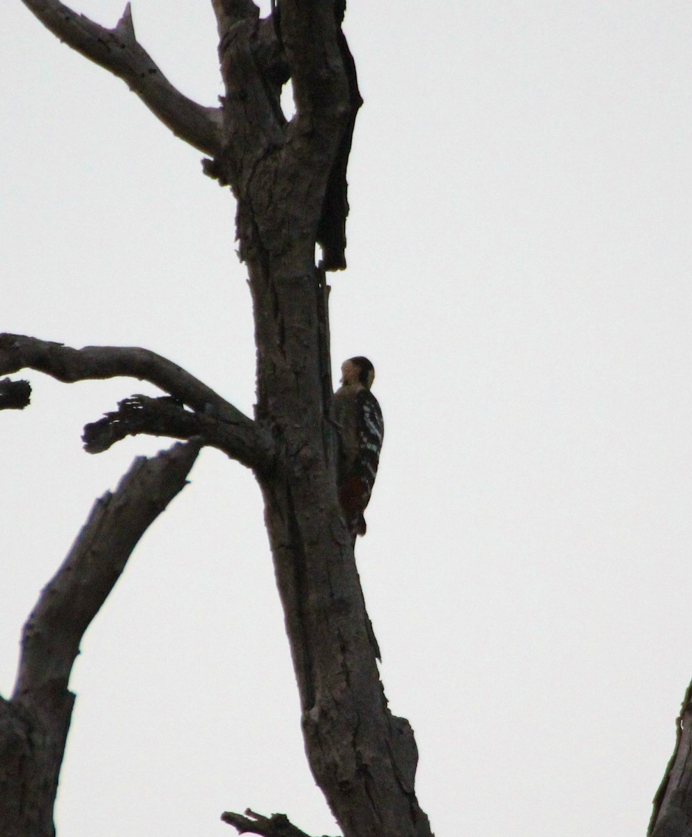 Fulvous-breasted Woodpecker - ML136444651