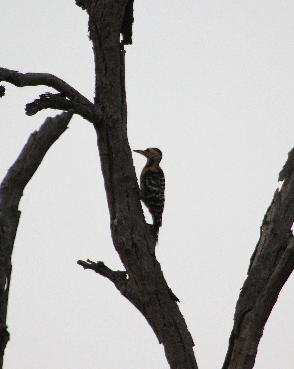 Fulvous-breasted Woodpecker - ML136444671
