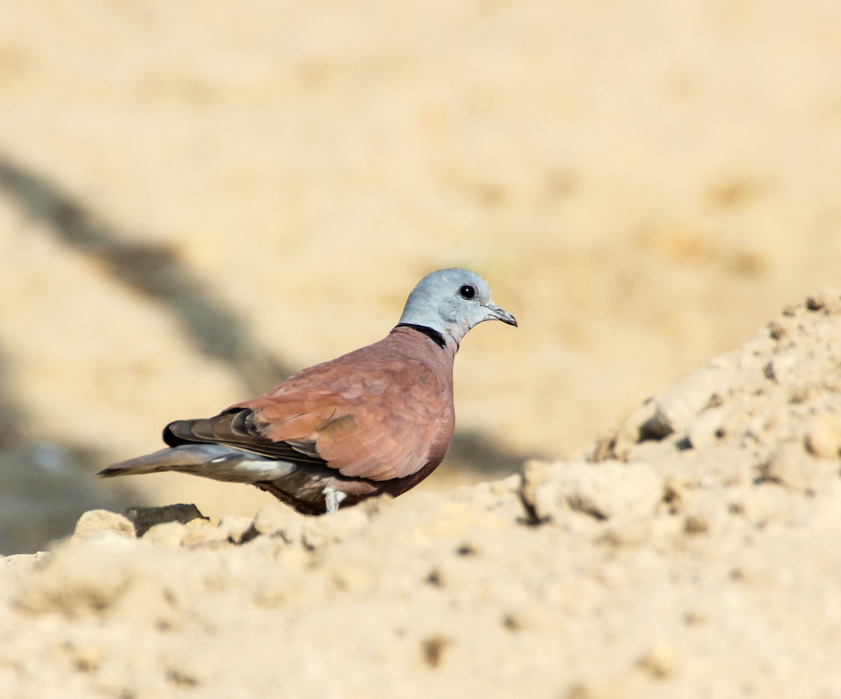 Red Collared-Dove - ML136446011