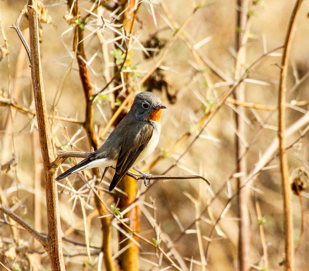 Red-breasted Flycatcher - ML136446051