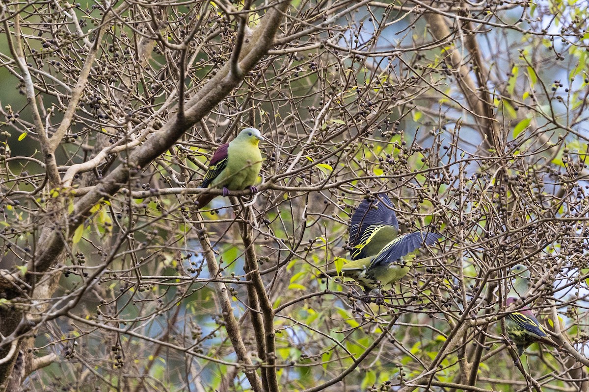 Gray-fronted Green-Pigeon - ML136447401