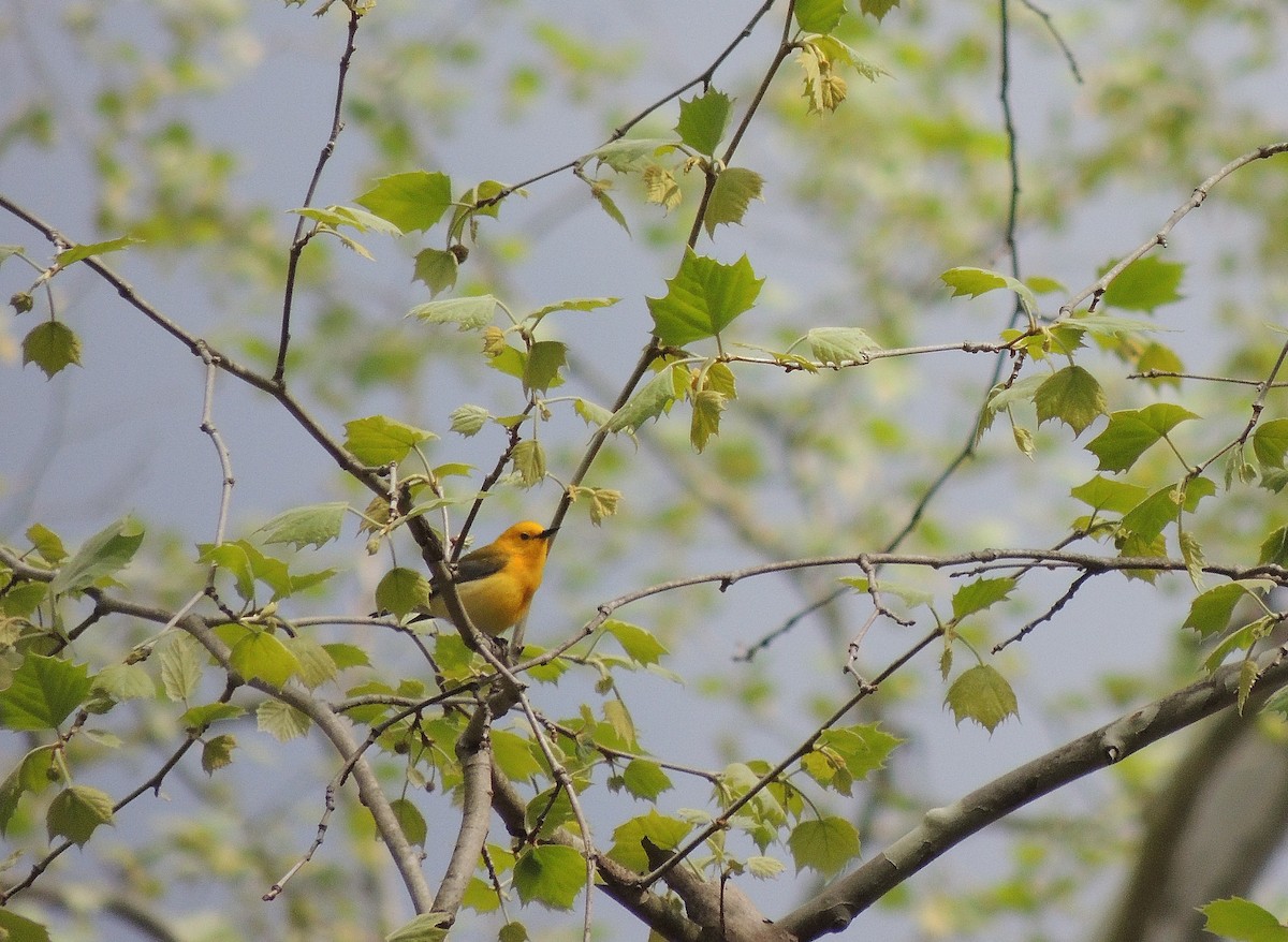 Prothonotary Warbler - ML136448241