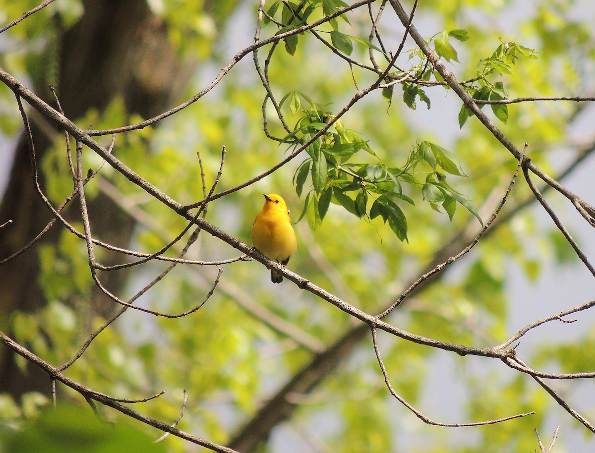 Prothonotary Warbler - Nathan Mast