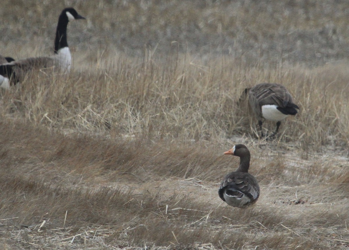 Greater White-fronted Goose - ML136450321