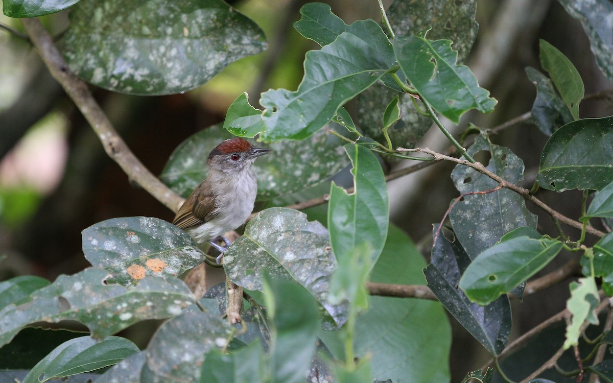 Rufous-crowned Babbler - Christoph Moning