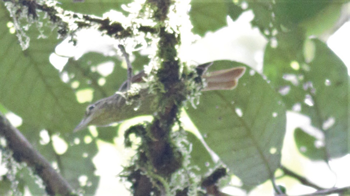 Chestnut-winged Hookbill - Rick Folkening