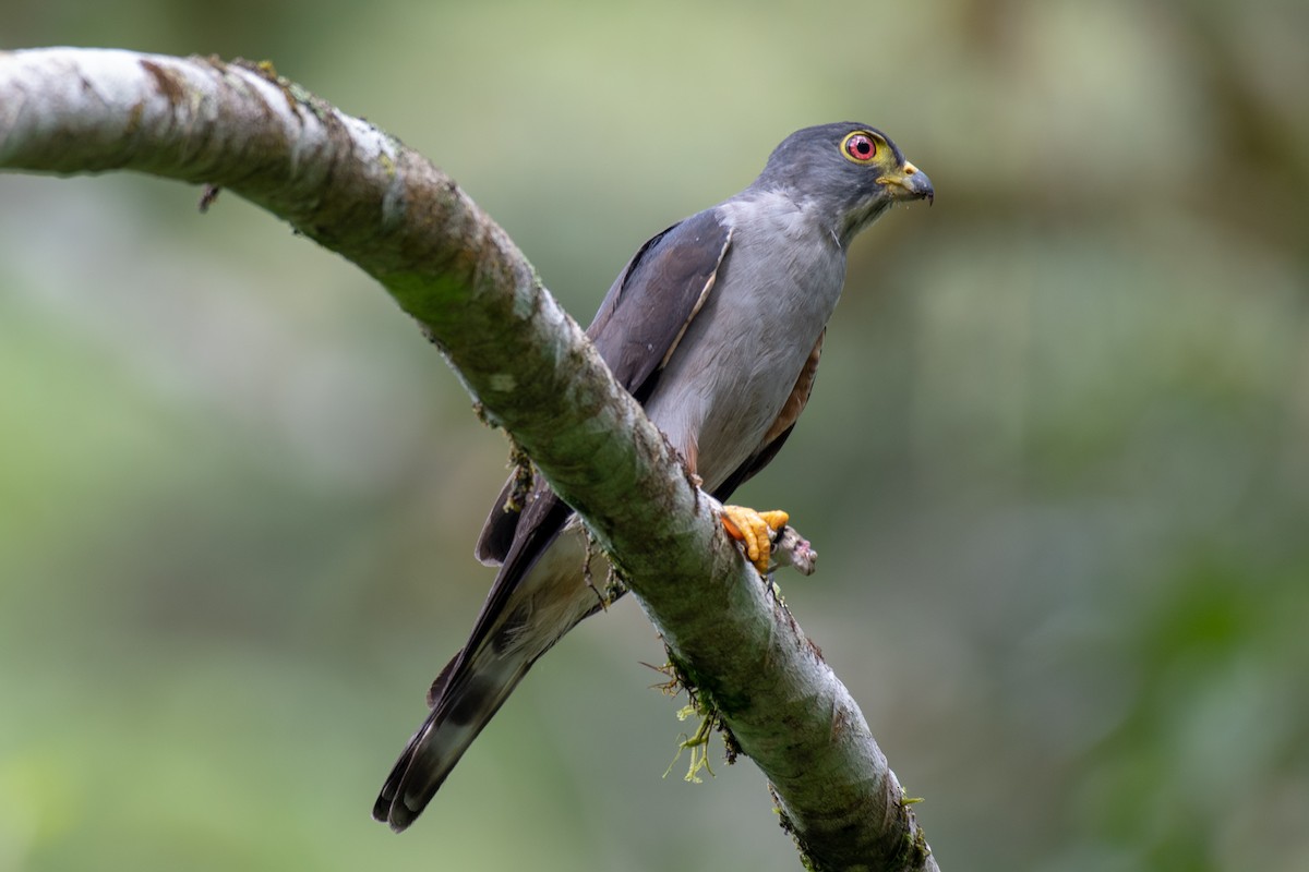 Rufous-thighed Kite - Victor Castanho