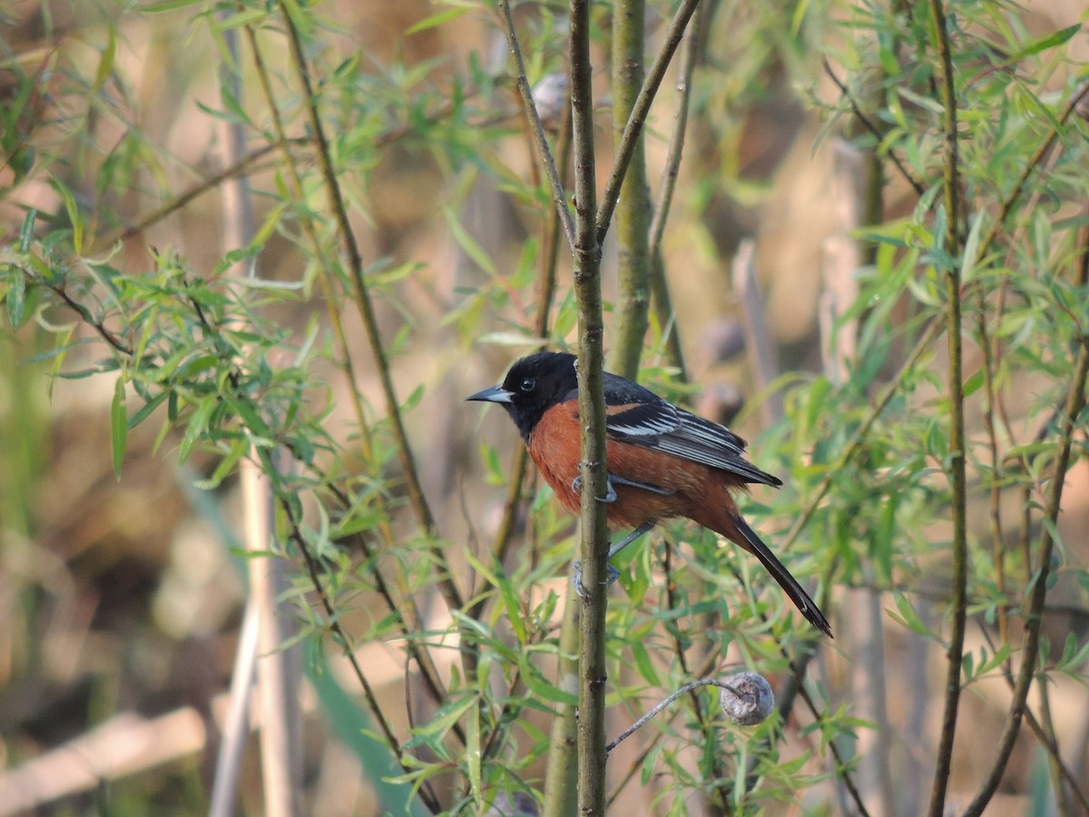 Orchard Oriole - ML136454061