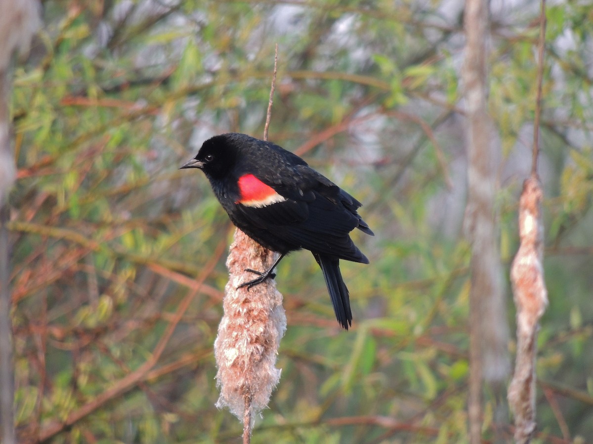 Red-winged Blackbird - Nathan Mast