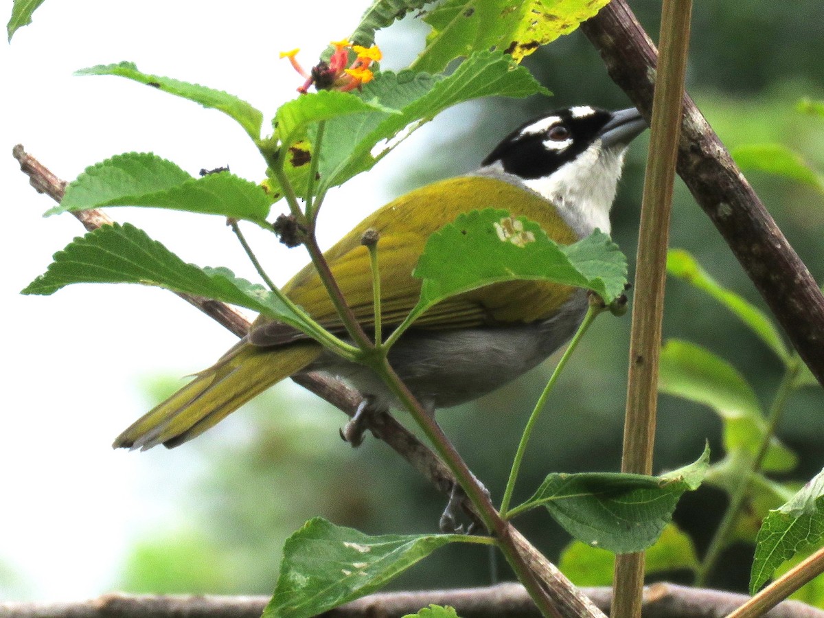 Black-crowned Palm-Tanager - Kent Fiala