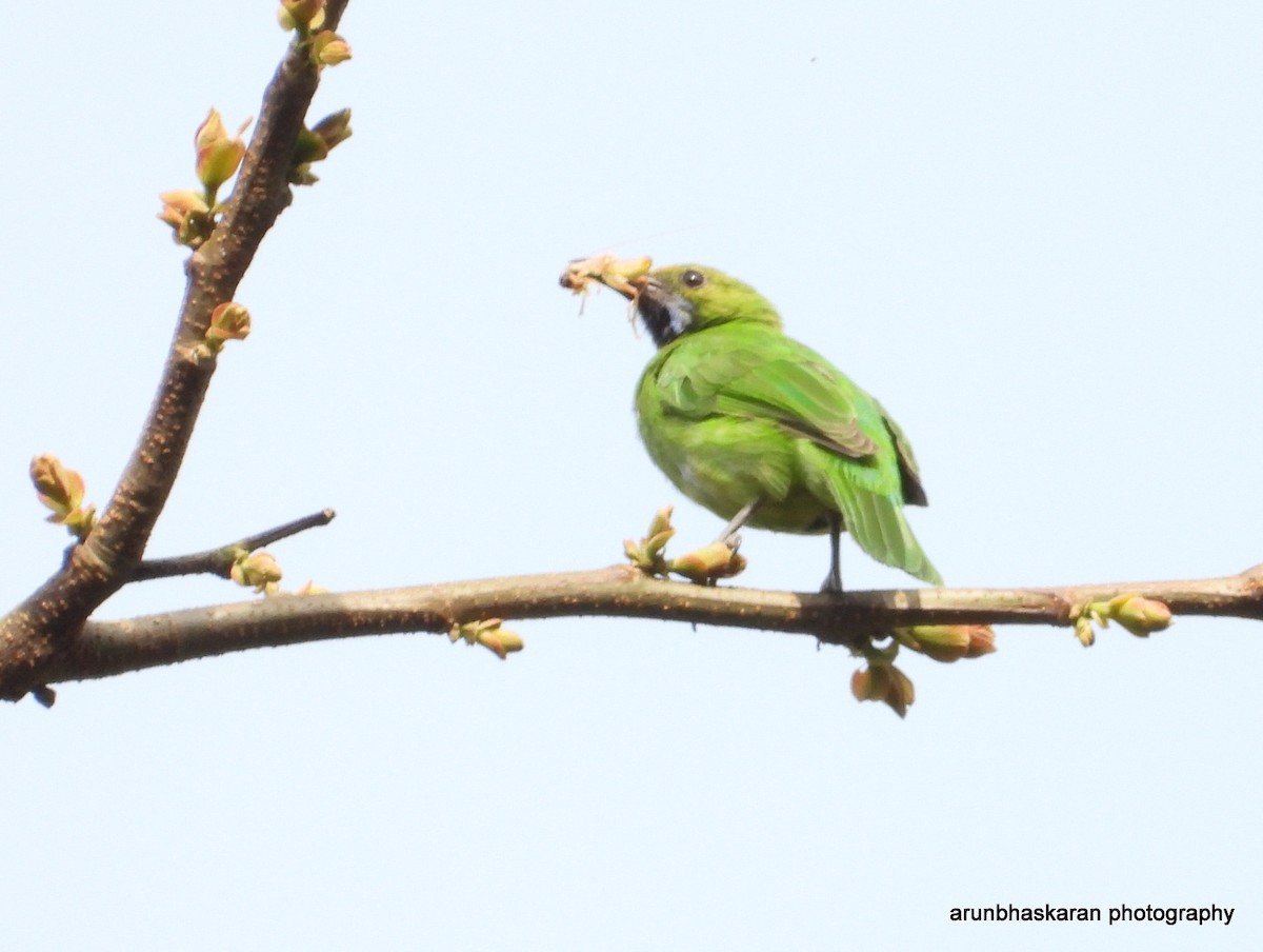 Jerdon's Leafbird - Arun B