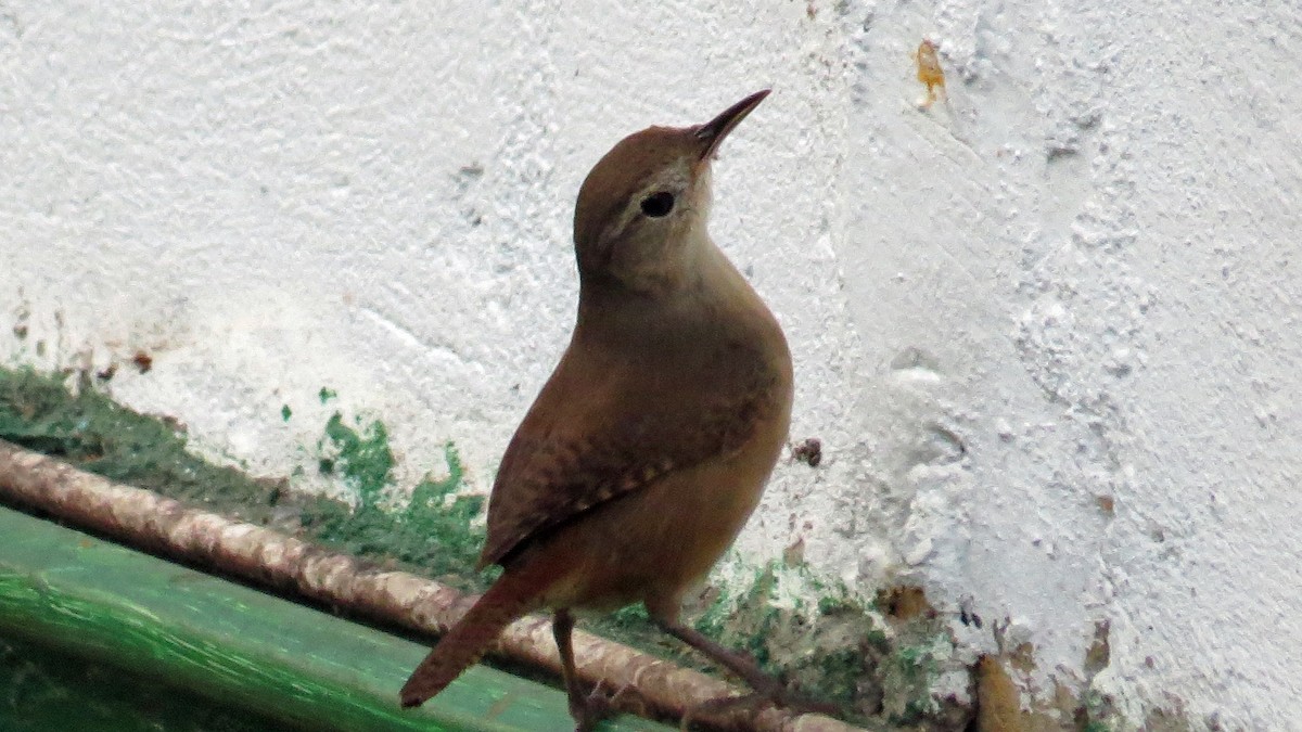 House Wren (Southern) - Fred Peters