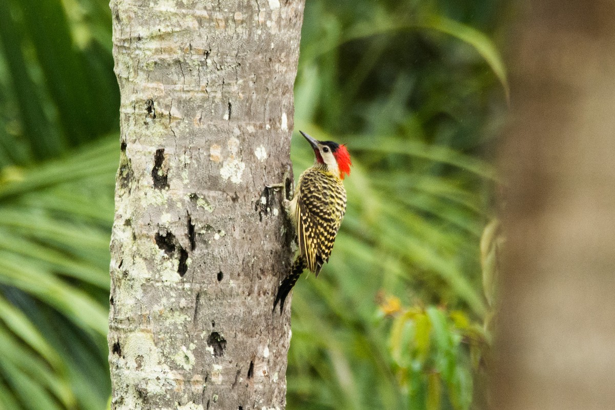 Green-barred Woodpecker - Eduardo Vieira 17