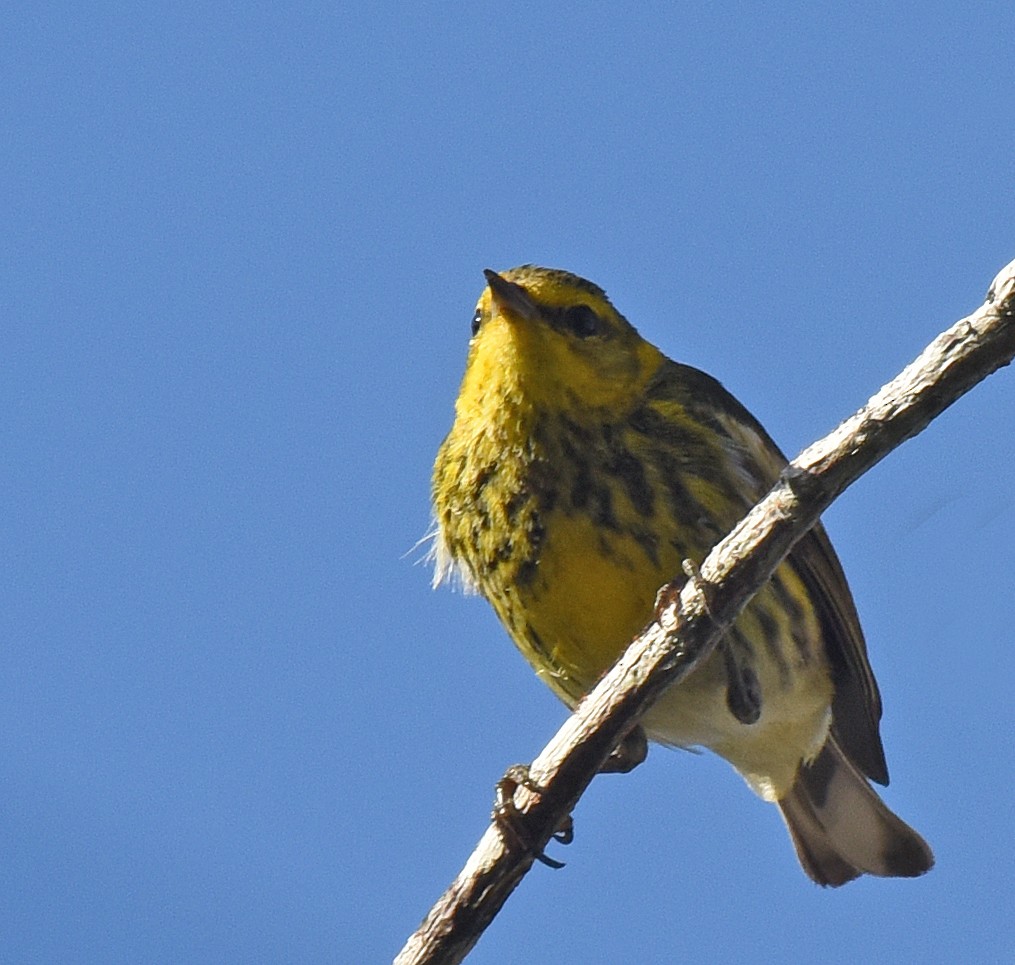 Cape May Warbler - Steven Mlodinow