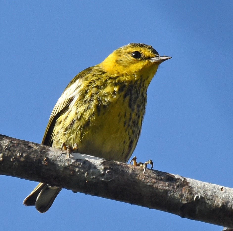 Cape May Warbler - Steven Mlodinow