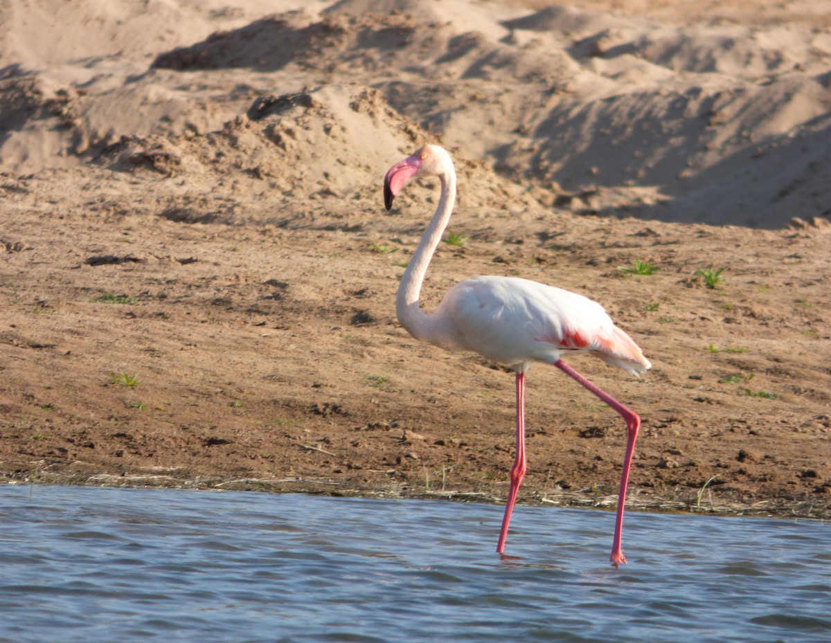 Greater Flamingo - Rustom Jamadar