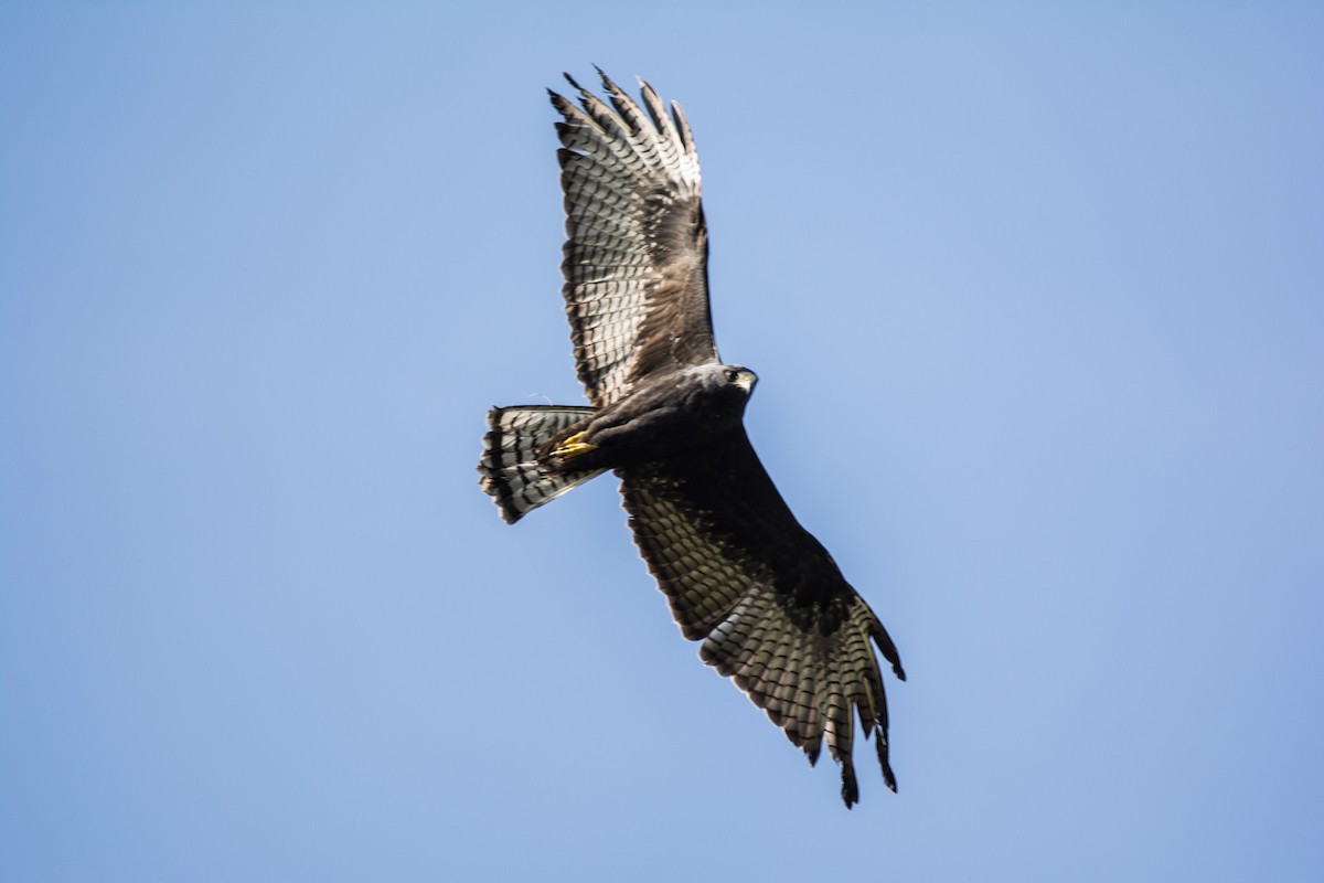 Zone-tailed Hawk - Eduardo Vieira 17