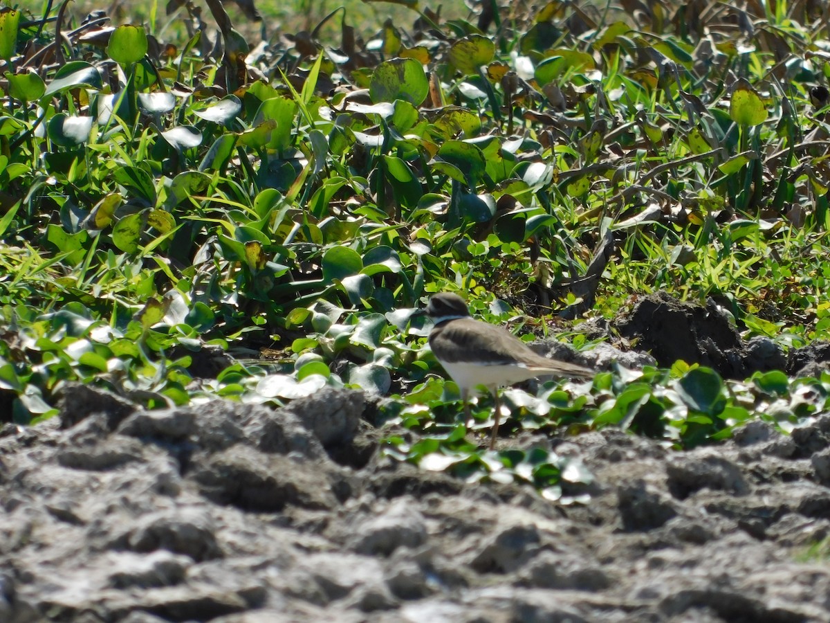 small plover sp. - ML136465001
