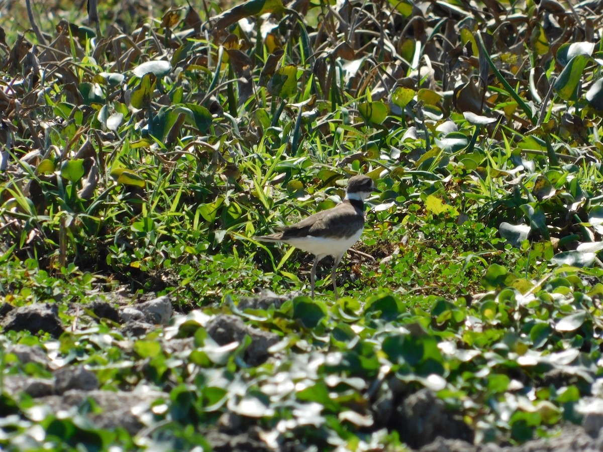 small plover sp. - ML136465621