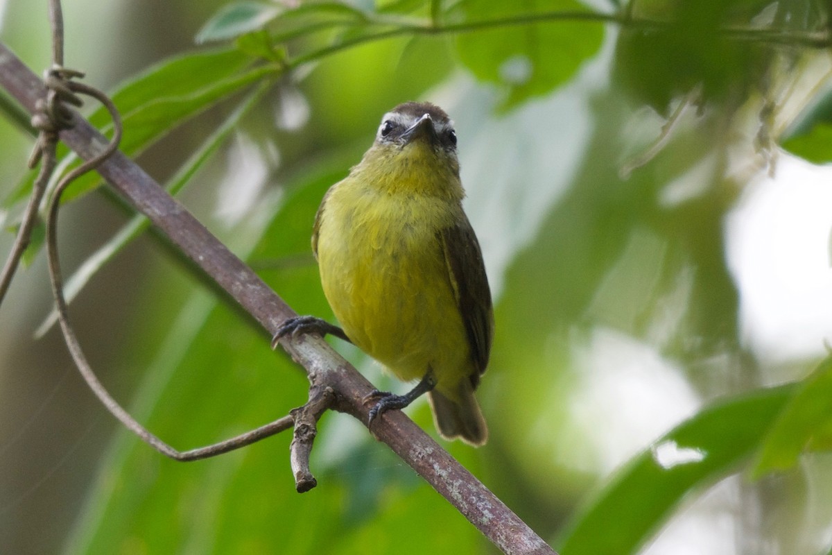 Brown-capped Tyrannulet - ML136470061