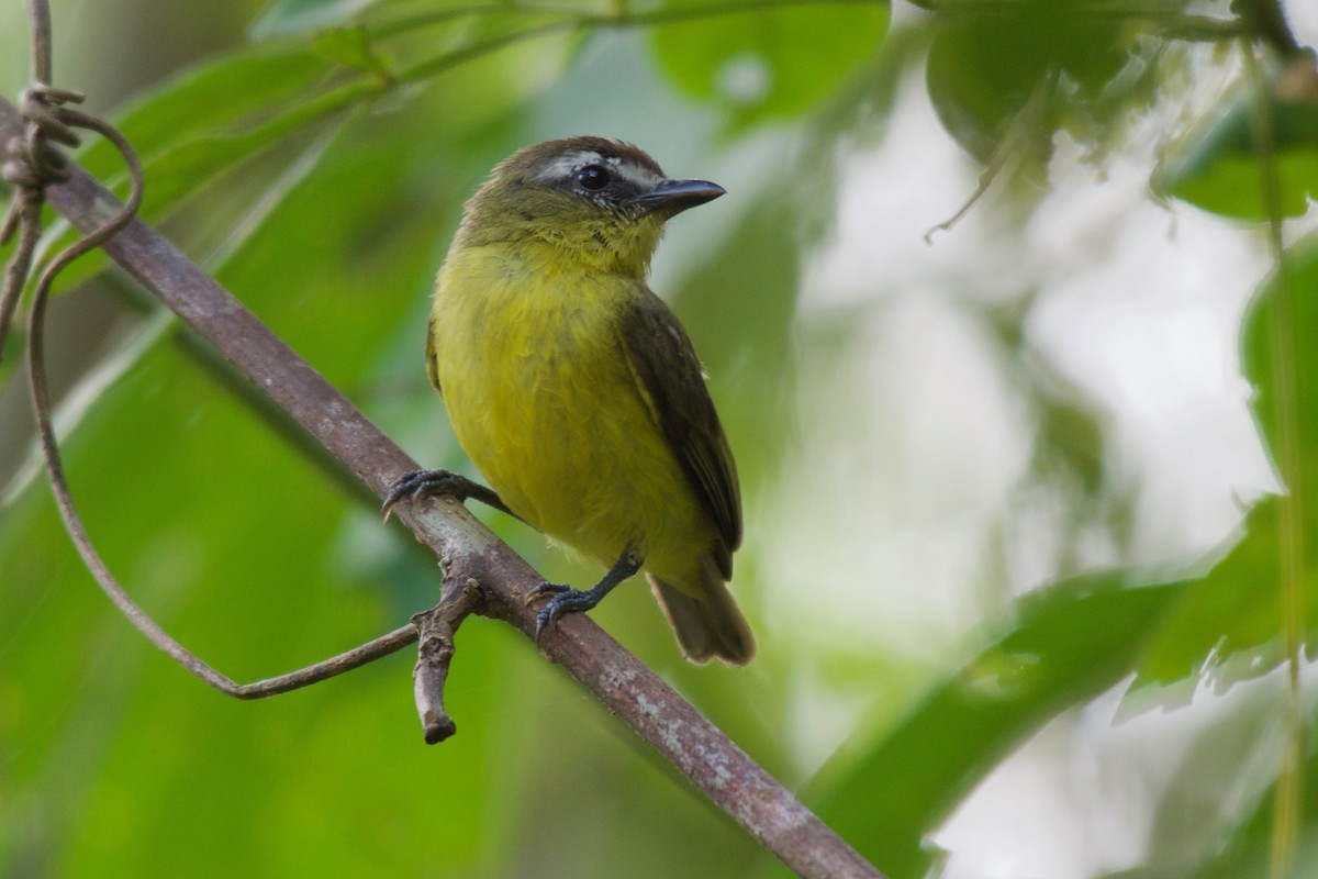 Brown-capped Tyrannulet - Jan Cubilla