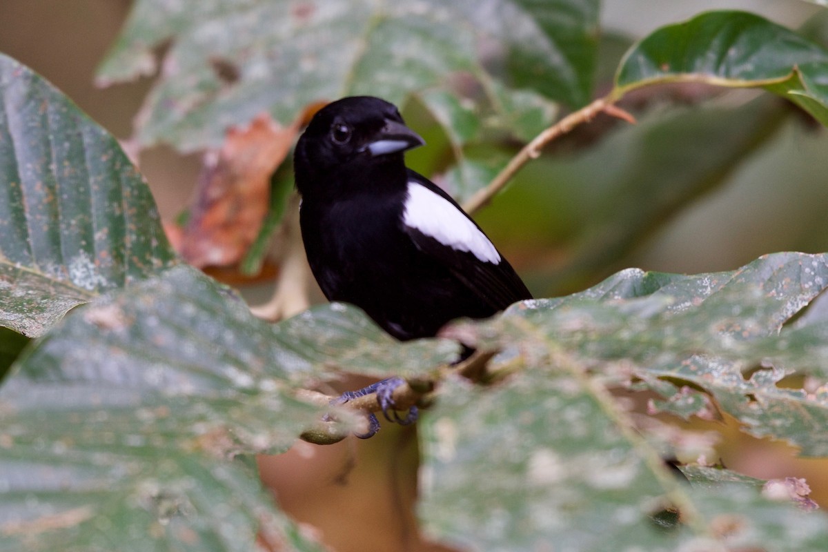 White-shouldered Tanager - ML136470401
