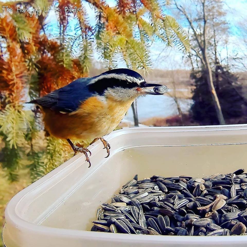 Red-breasted Nuthatch - Briana Fisher