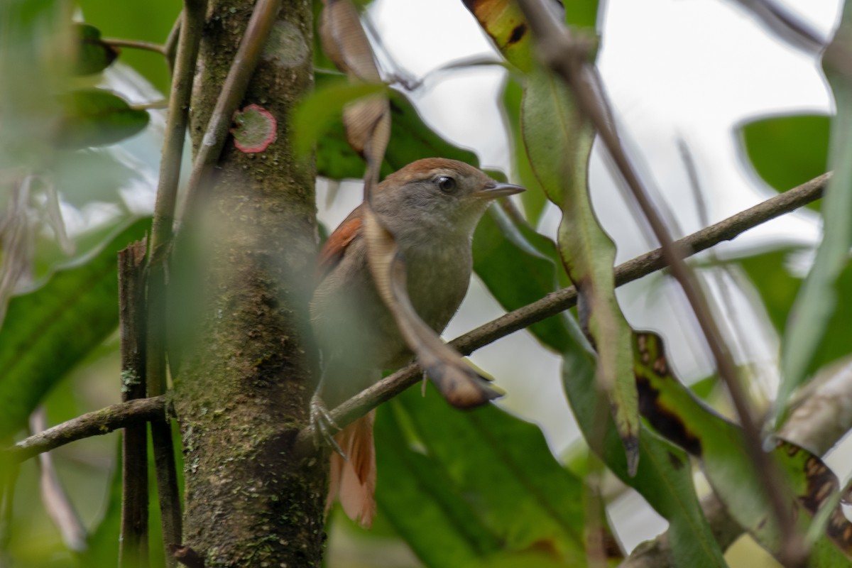 Rufous-capped Spinetail - Victor Castanho