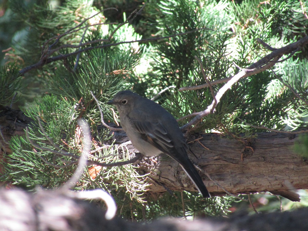 Townsend's Solitaire - ML136471511