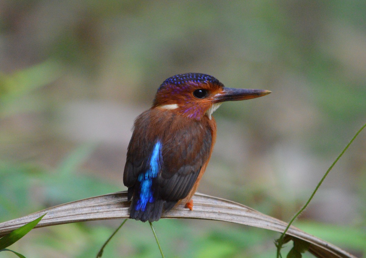 Sulawesi Dwarf-Kingfisher - Anonymous