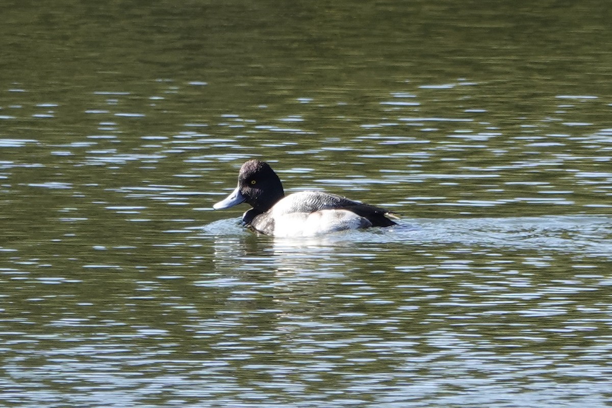 Greater Scaup - ML136471701