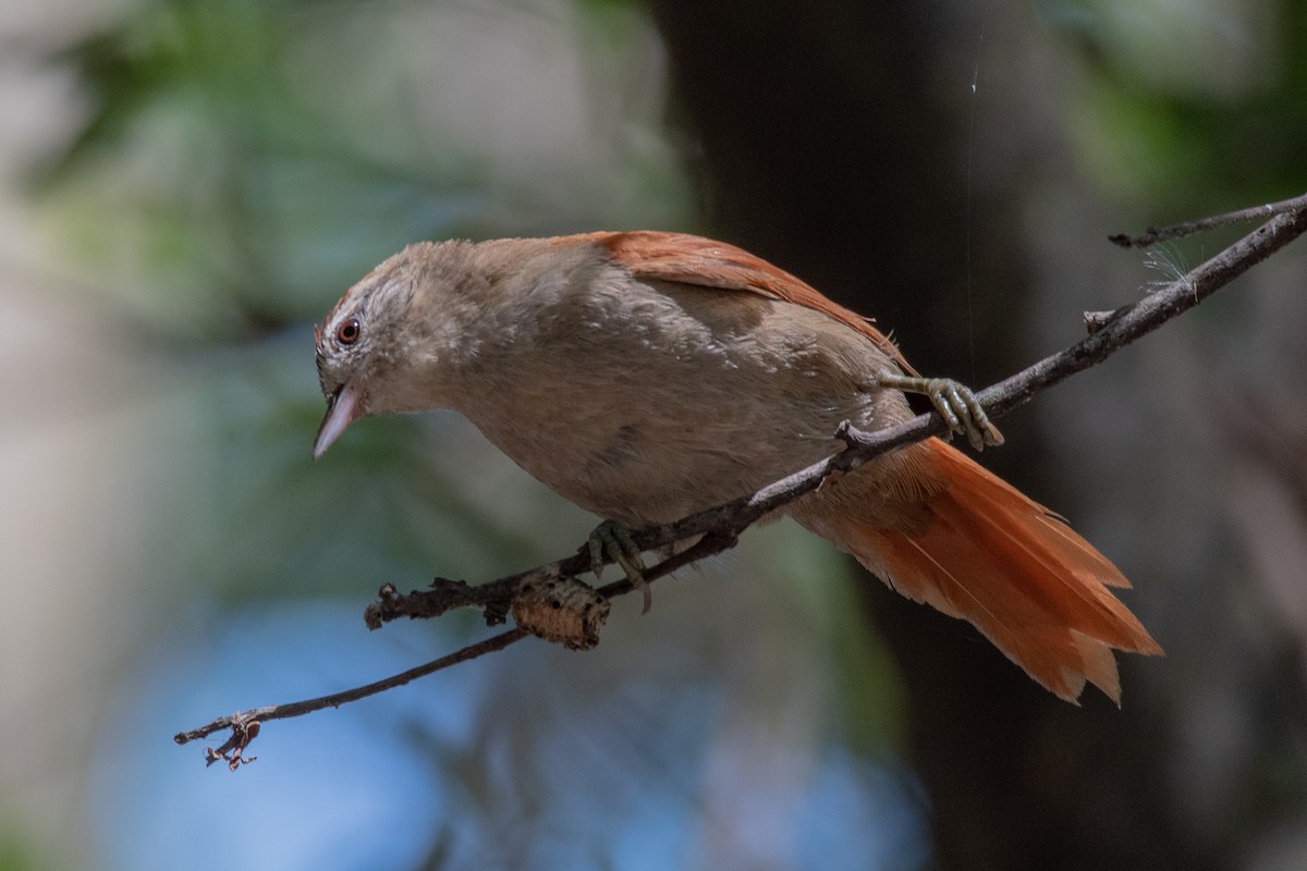 Rusty-backed Spinetail - ML136473681