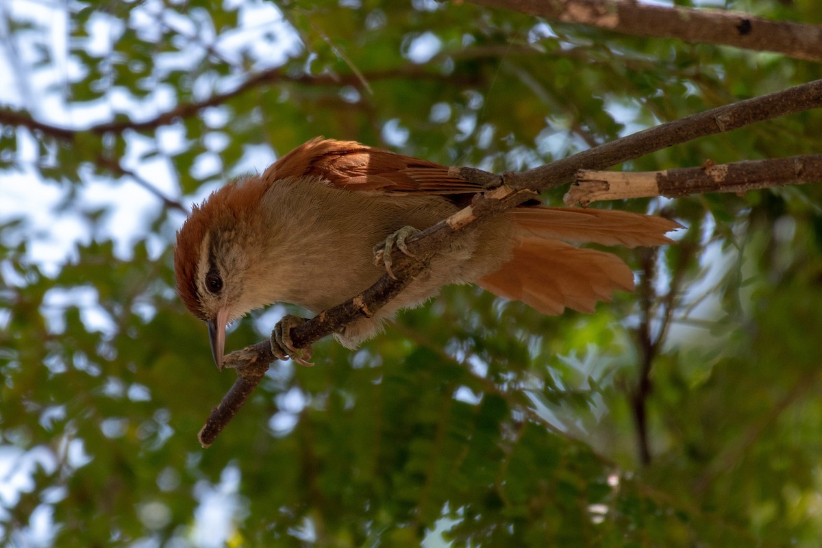 Rusty-backed Spinetail - ML136473691