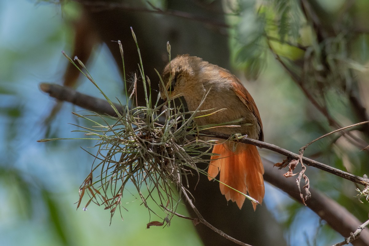 Rusty-backed Spinetail - ML136473711