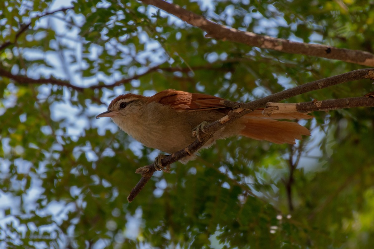 Rusty-backed Spinetail - ML136473741