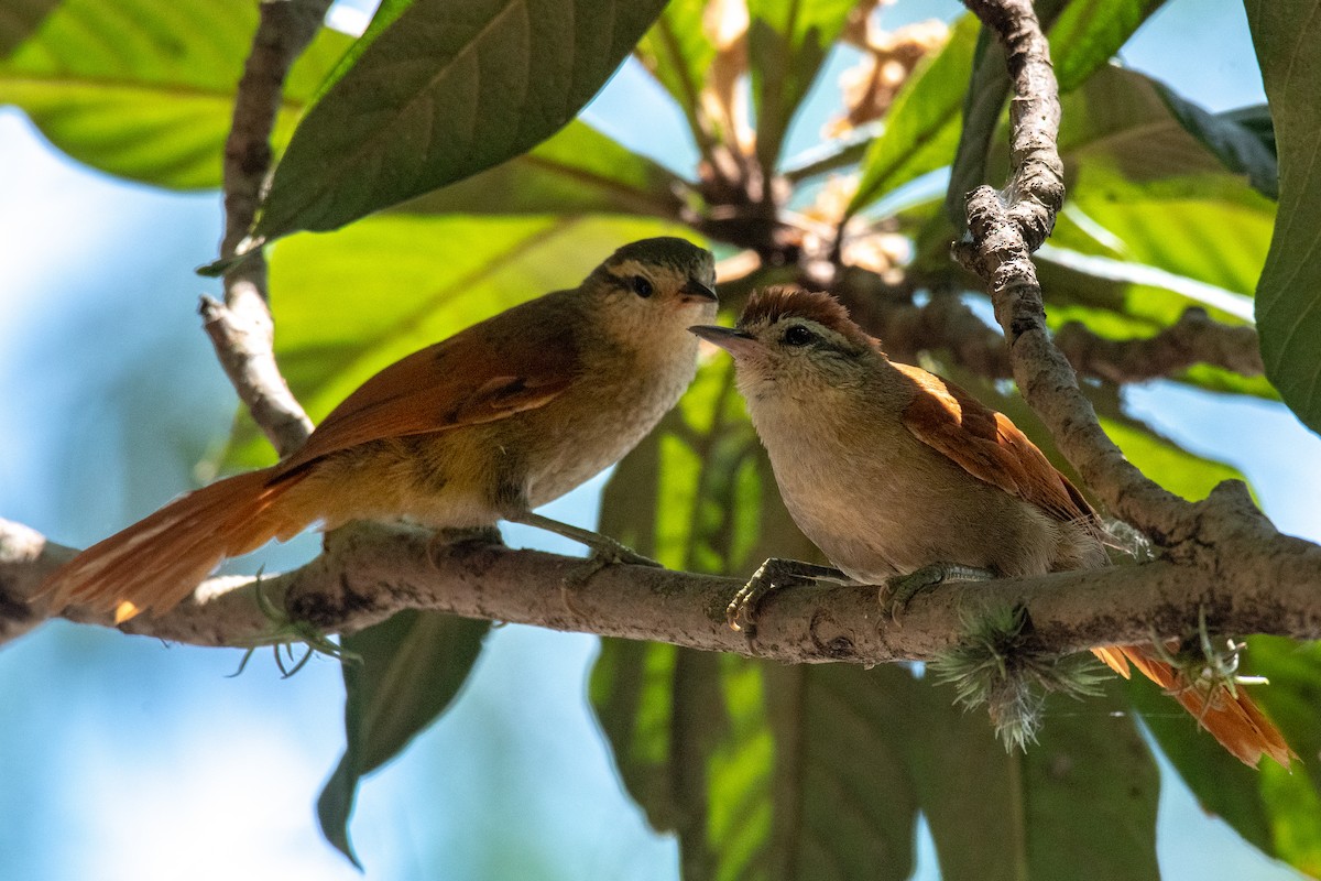 Rusty-backed Spinetail - Victor Castanho
