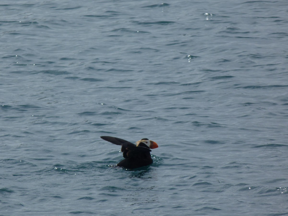 Tufted Puffin - ML136483001