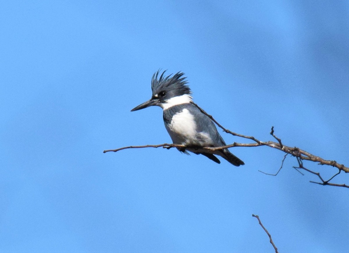Belted Kingfisher - Mike Winck