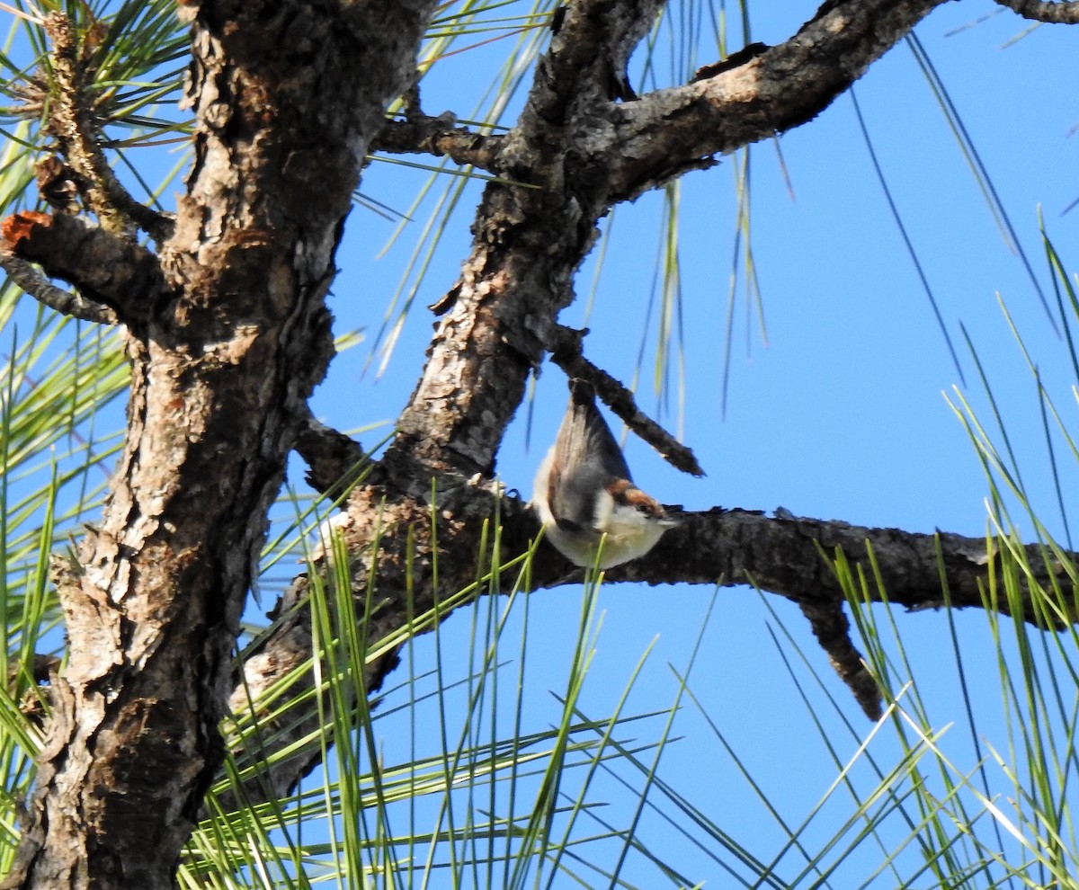Brown-headed Nuthatch - ML136484941